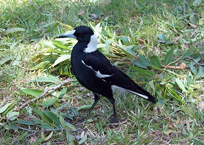 Adult Magpie