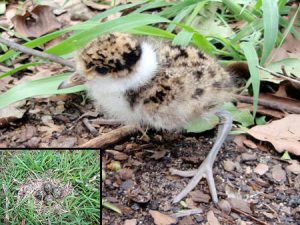 Plover chick and egg