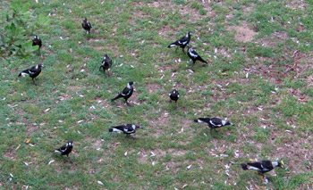 congregation of Magpies